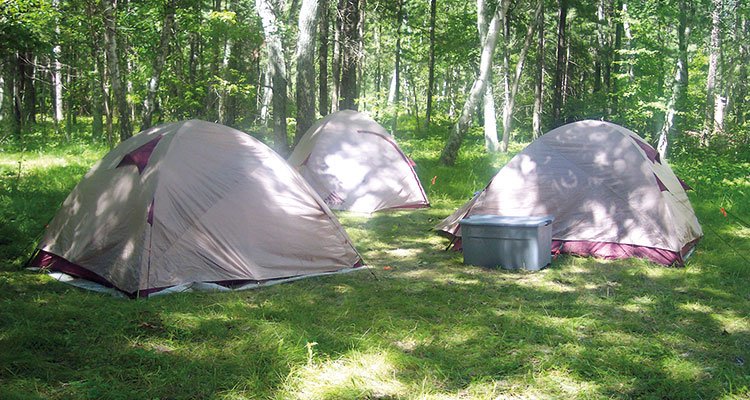 Several tents in a grassy flat area of a forest