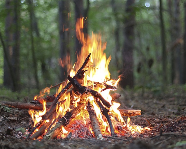 A campfire in a forest